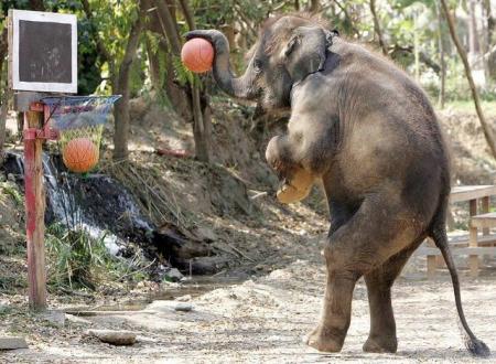 LE PLUS GRAND FAN DE BASKET BALL